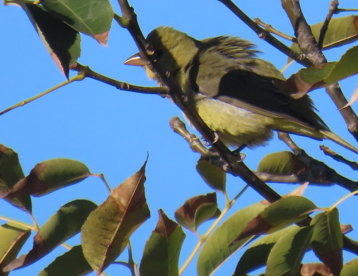 Scarlet Tanager - ML644385417