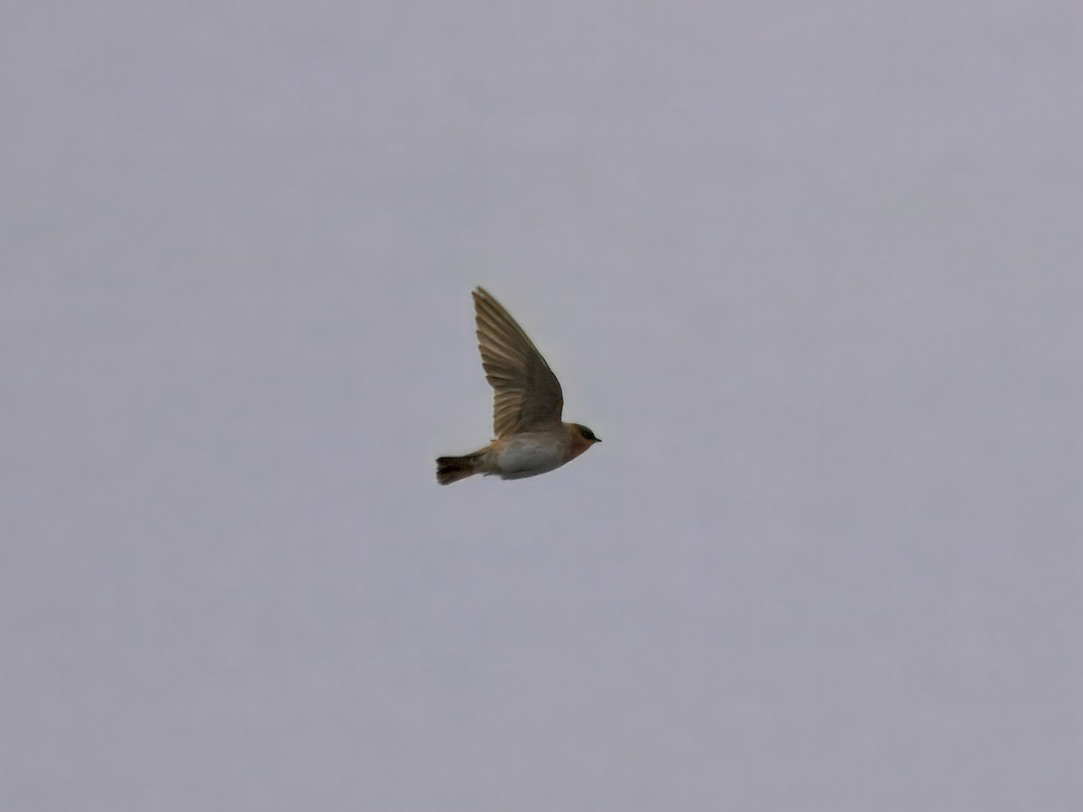 Hirondelle à front brun - ML644385420