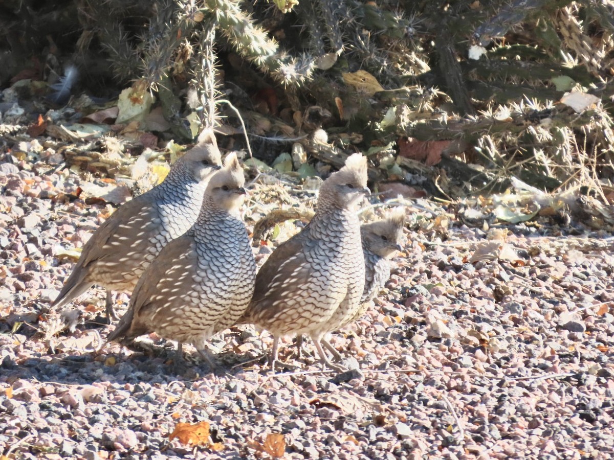Scaled Quail - ML644385425