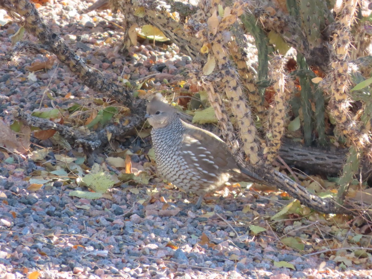 Scaled Quail - ML644385426