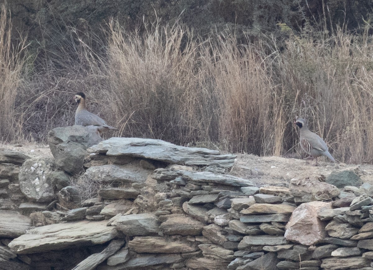 Arabian Partridge - ML644385428