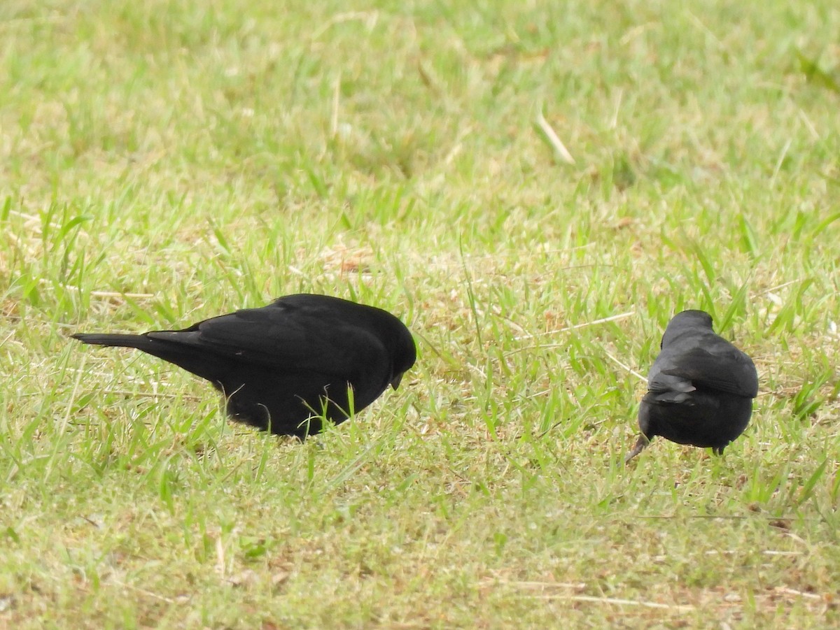 Screaming Cowbird - ML644385435