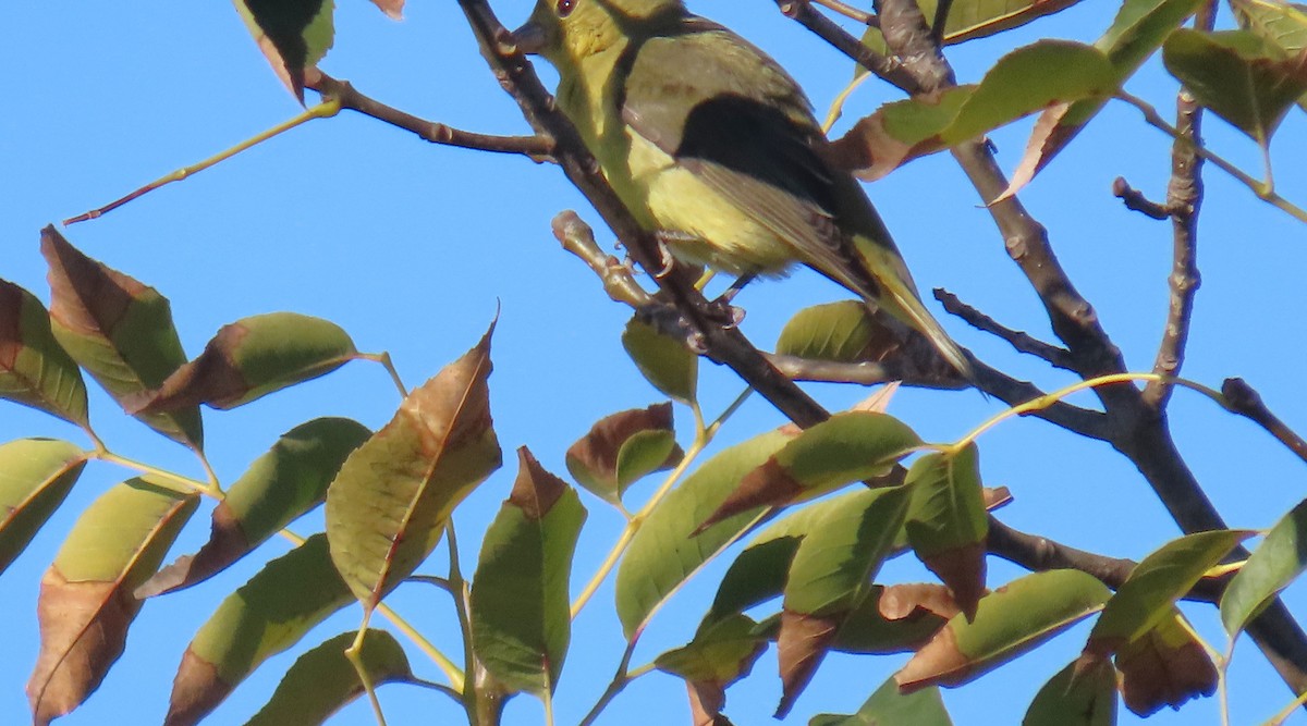 Scarlet Tanager - ML644385441