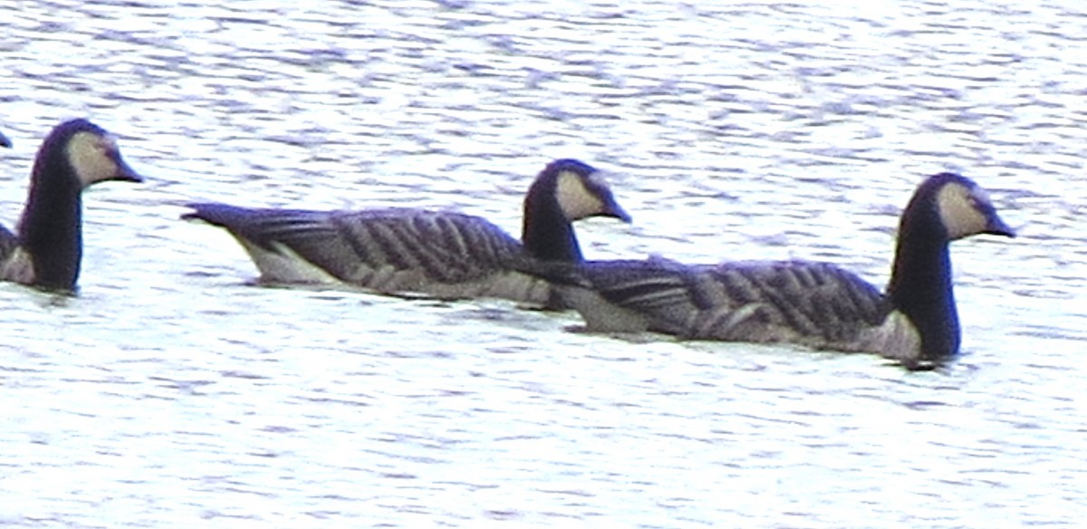 Цагаан шанаат галуу - ML644385445