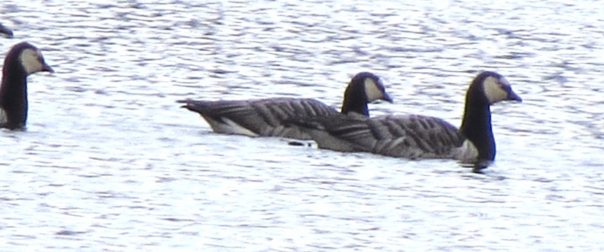 Цагаан шанаат галуу - ML644385446