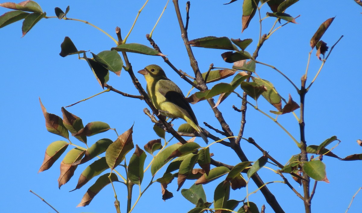 Scarlet Tanager - ML644385448