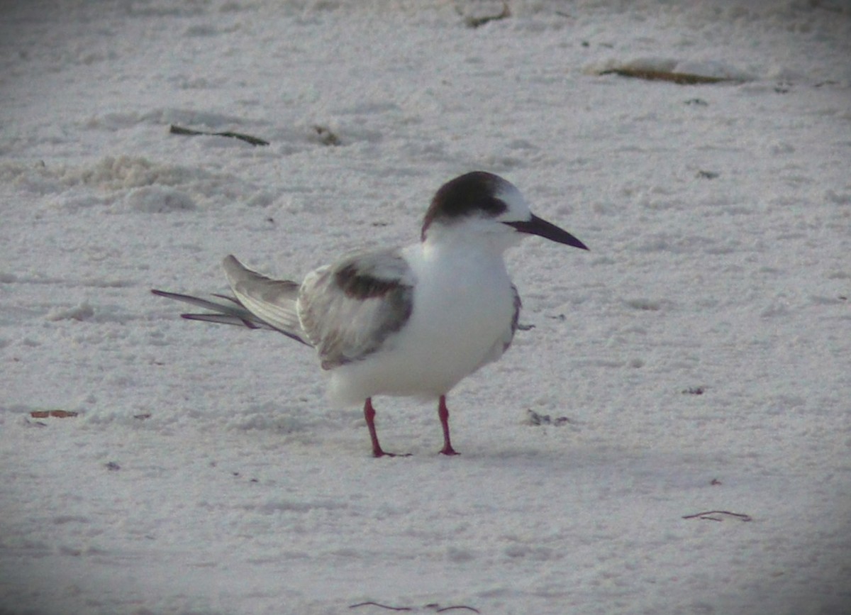 Речная крачка - ML644385449