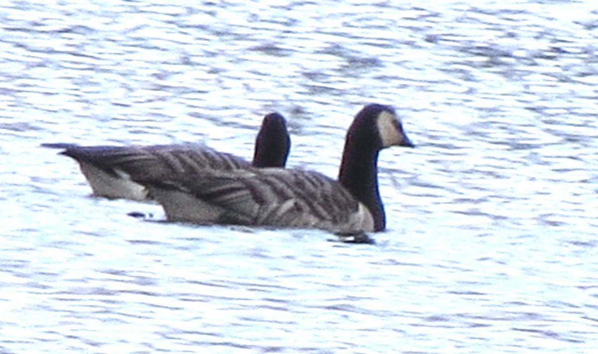 Цагаан шанаат галуу - ML644385450