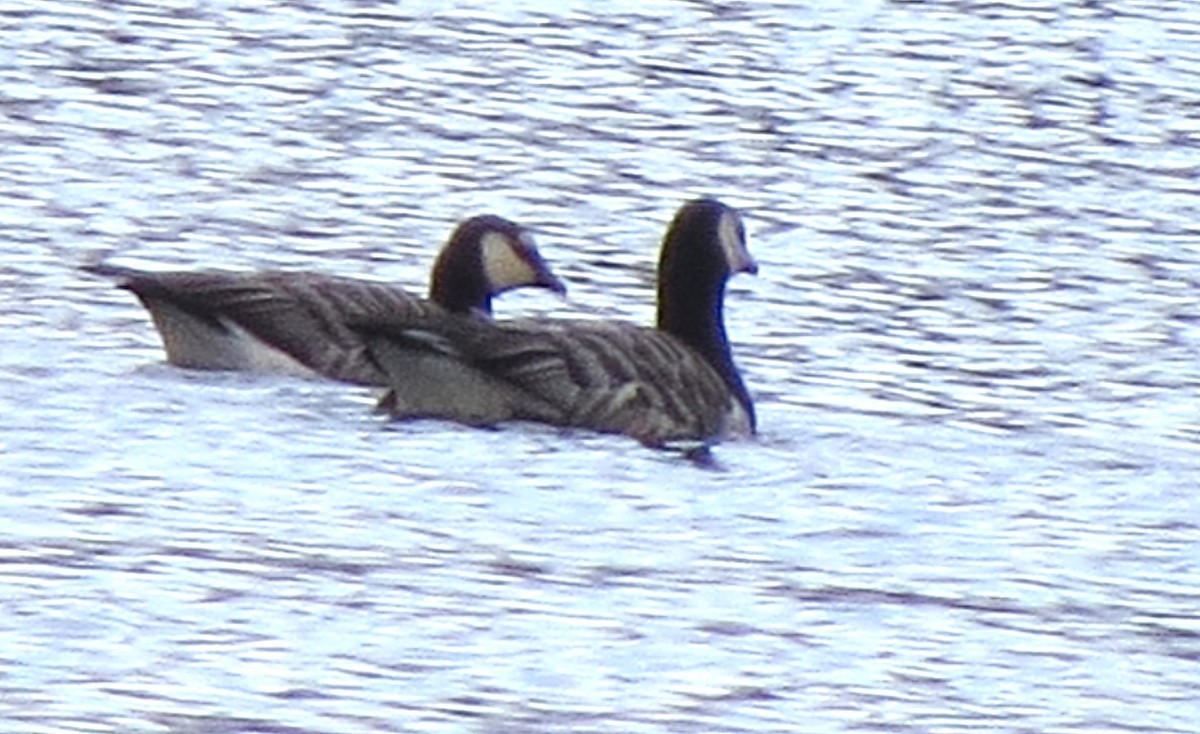 Цагаан шанаат галуу - ML644385452