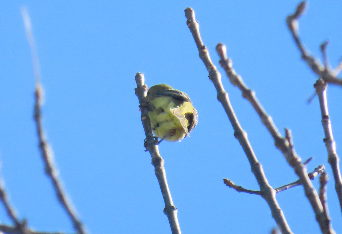 Scarlet Tanager - ML644385453