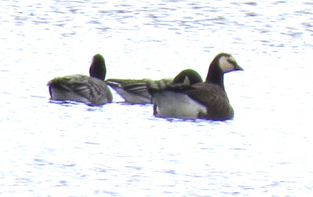 Цагаан шанаат галуу - ML644385455