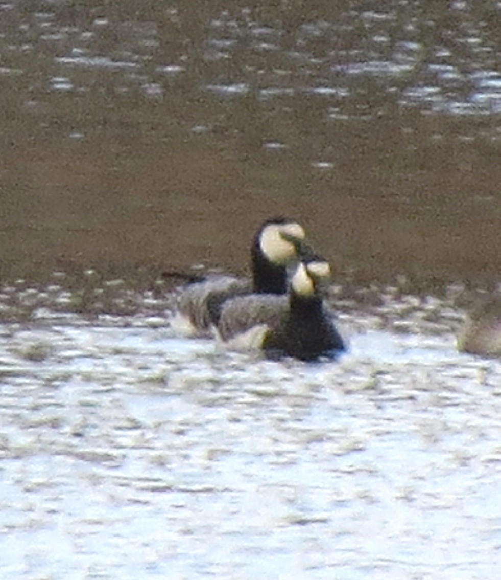 Цагаан шанаат галуу - ML644385459