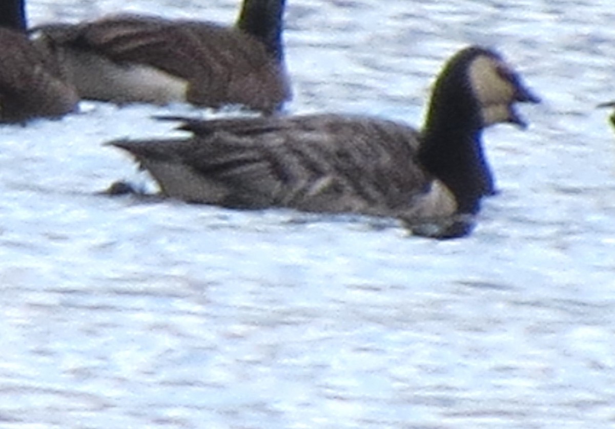 Цагаан шанаат галуу - ML644385464