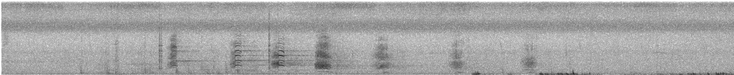 Koartza hauskara amerikarra - ML644385468