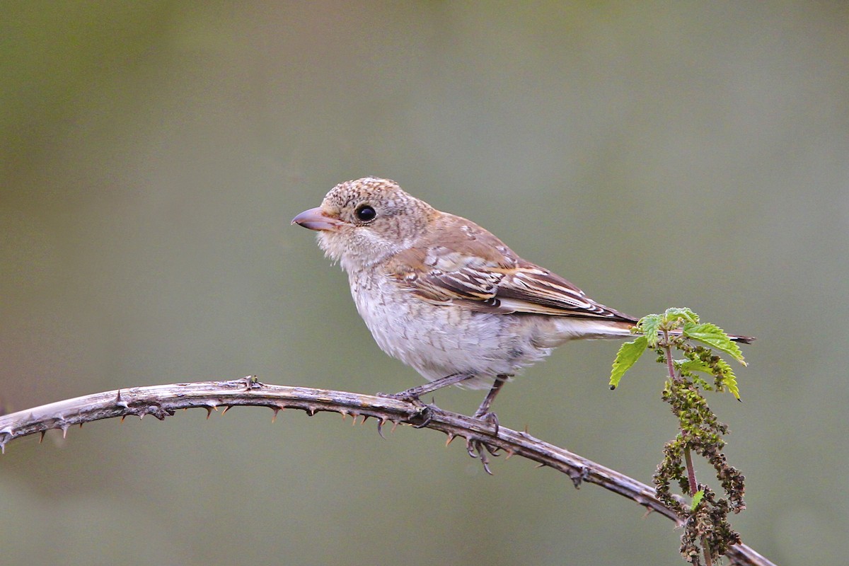 Woodchat Shrike - ML644385474