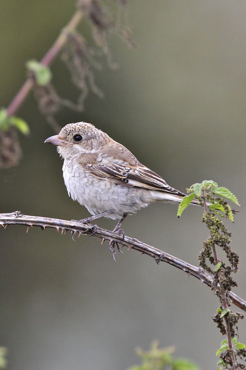 Woodchat Shrike - ML644385475