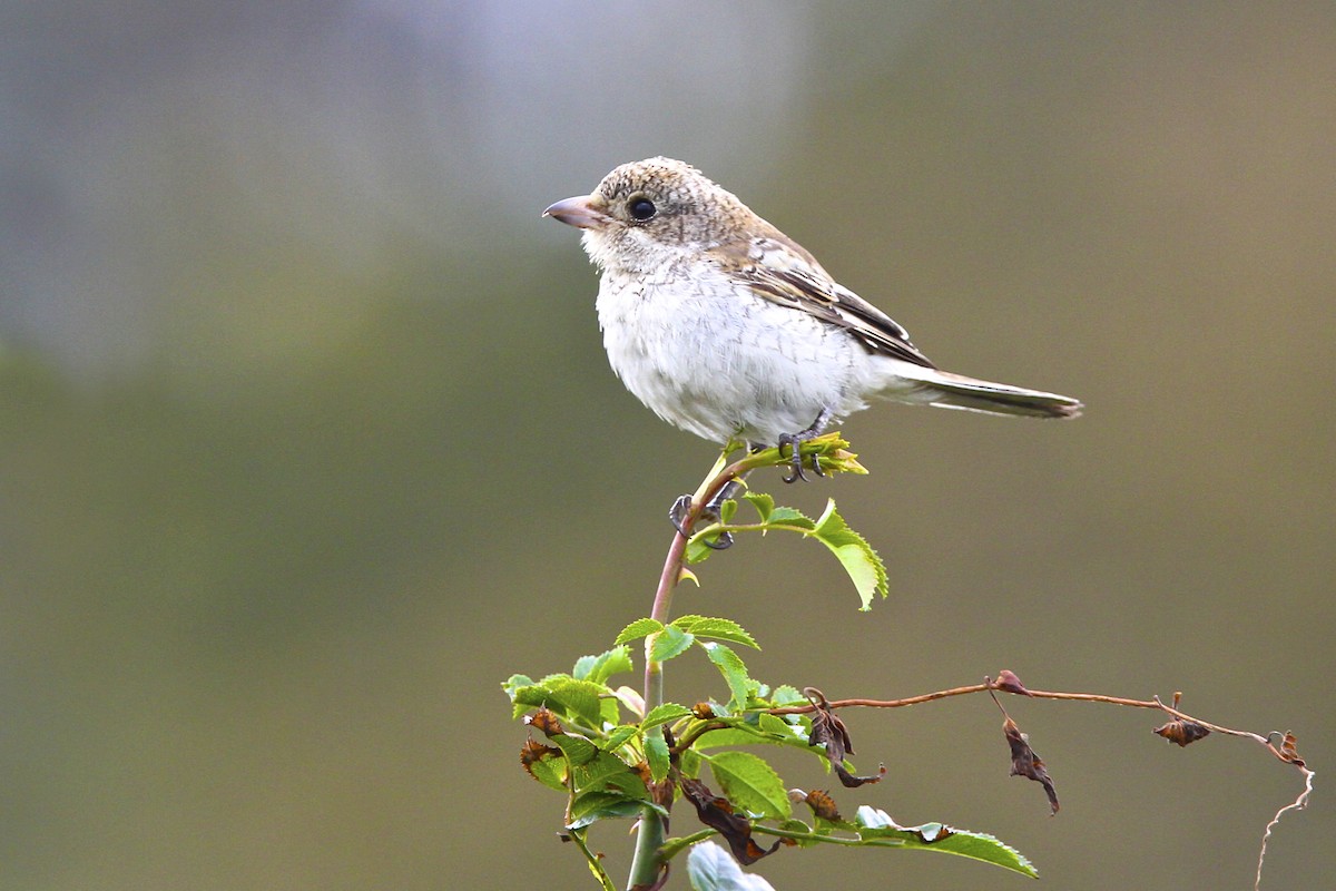 Woodchat Shrike - ML644385476