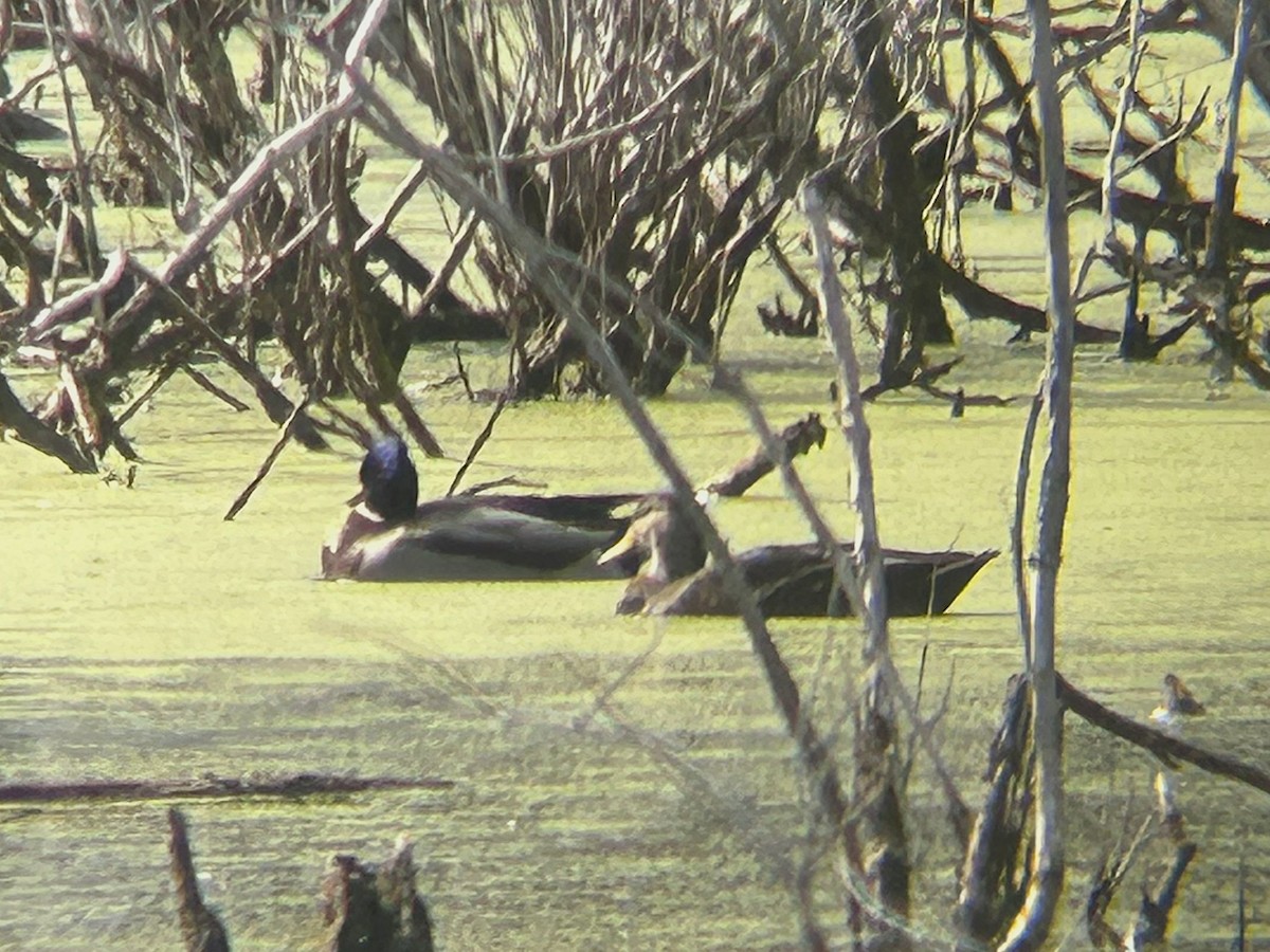 American Black Duck - ML644385477