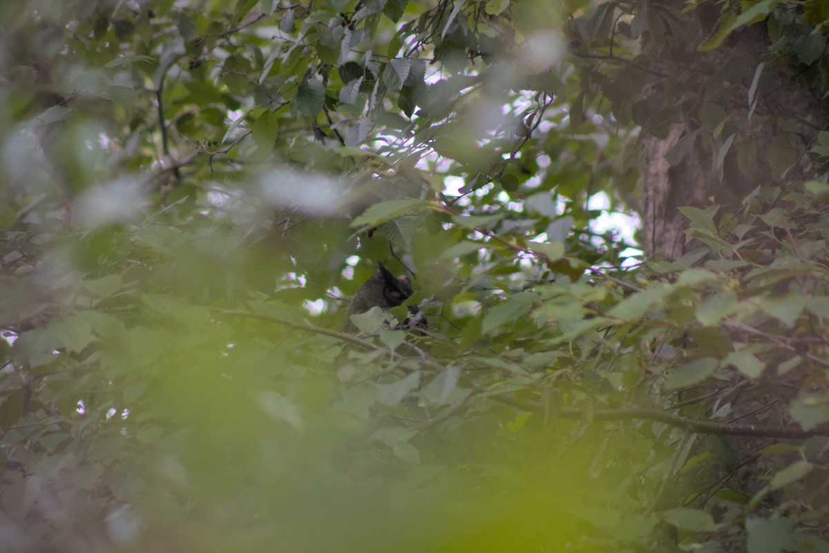 Great Horned Owl - ML644385482