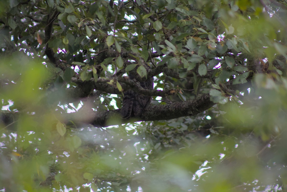 Great Horned Owl - ML644385483