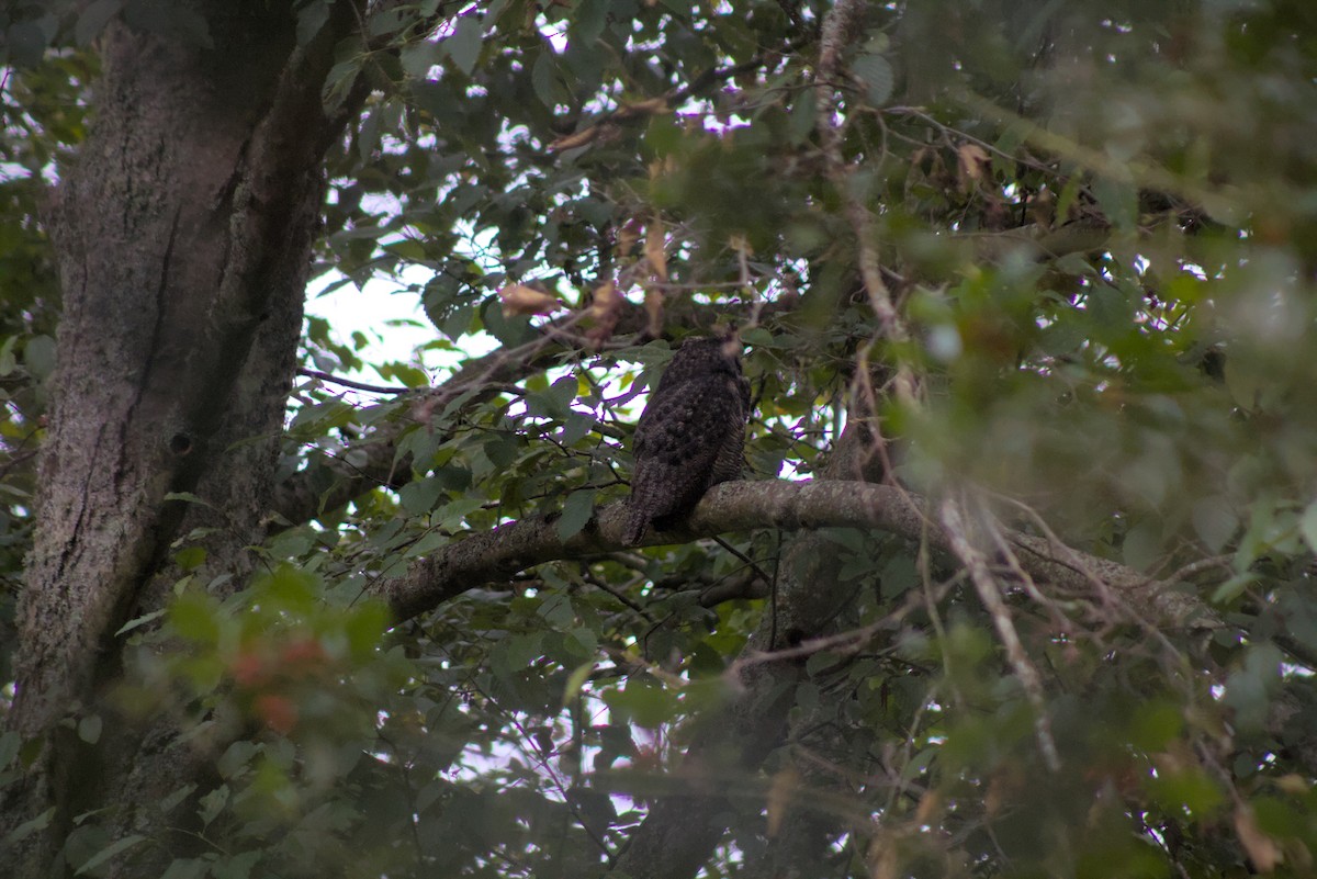 Great Horned Owl - ML644385484