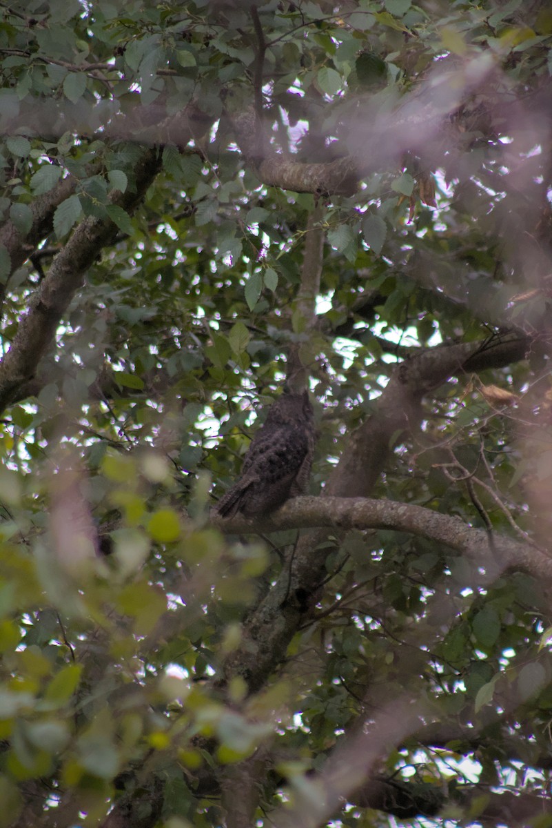 Great Horned Owl - ML644385485
