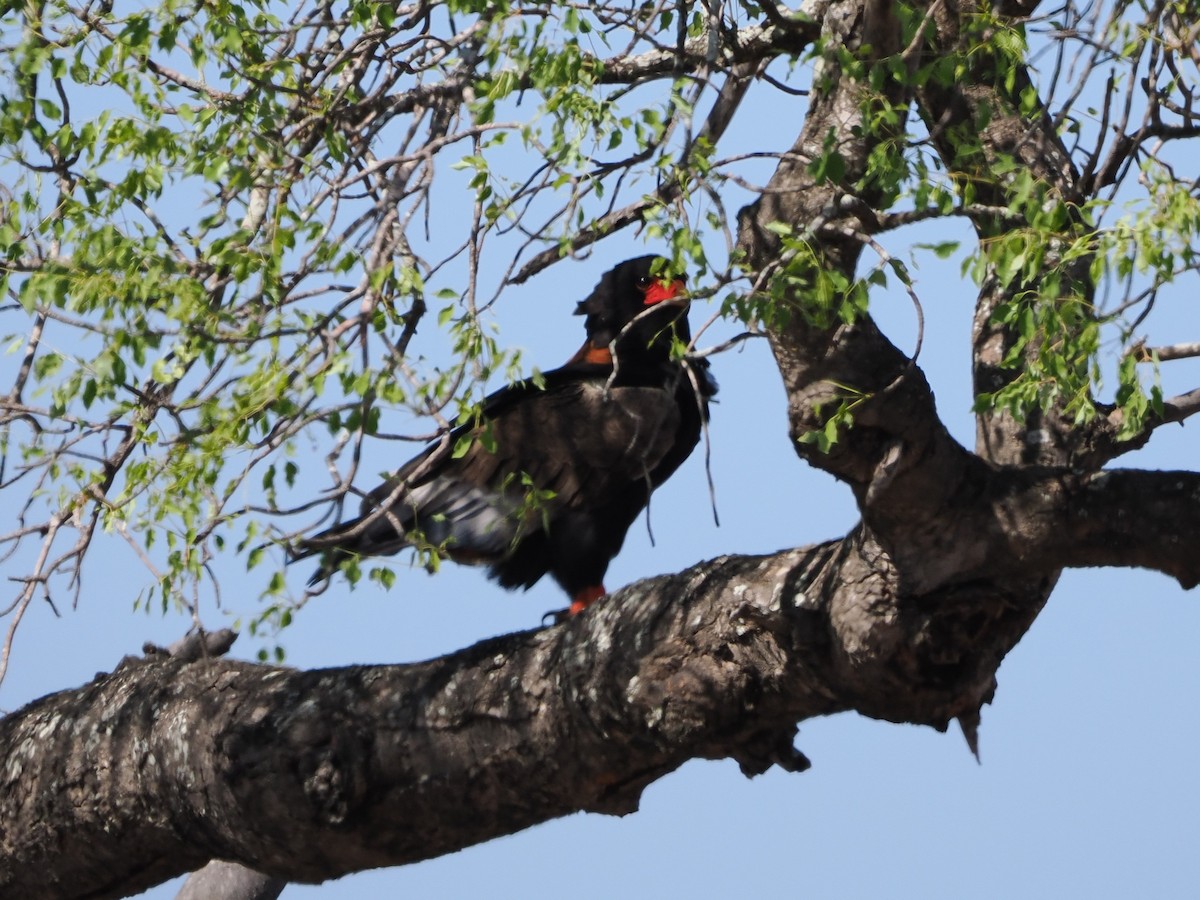 Bateleur des savanes - ML644385488