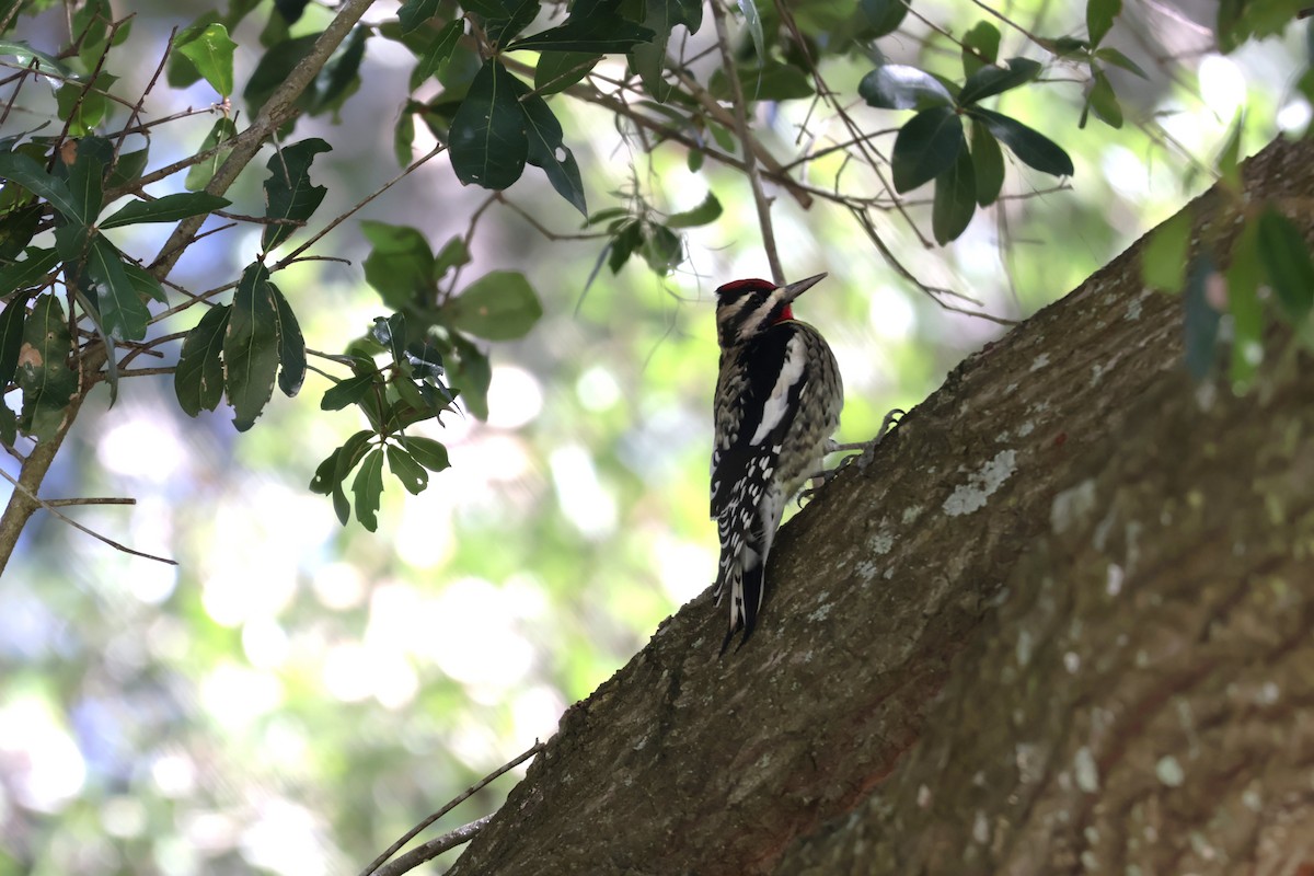 Gelbbauch-Saftlecker - ML644385500