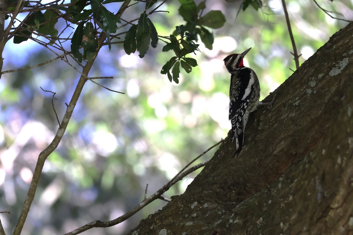 Gelbbauch-Saftlecker - ML644385502