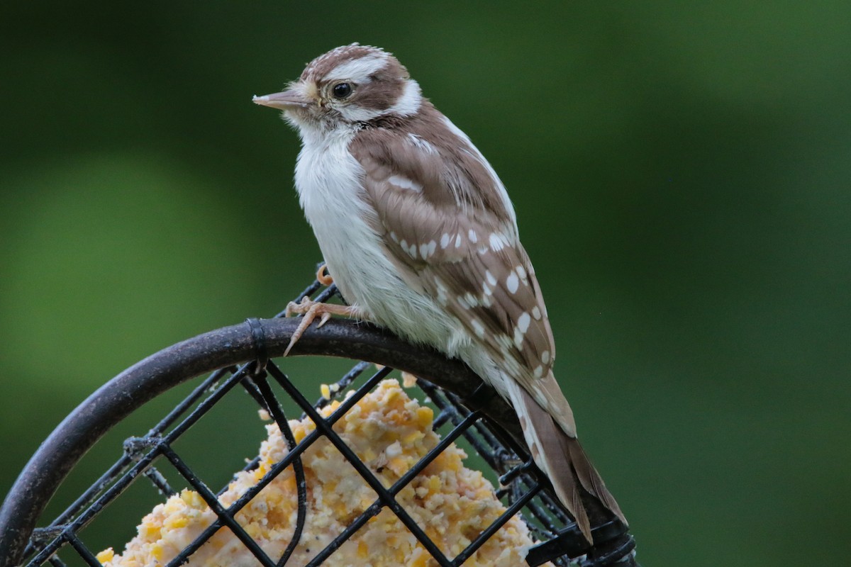 Downy Woodpecker - ML64438551