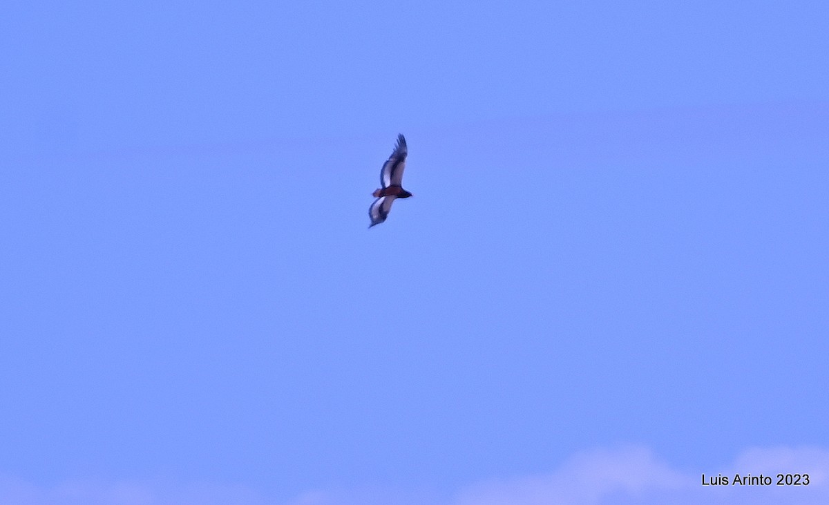 Bateleur - ML644385513