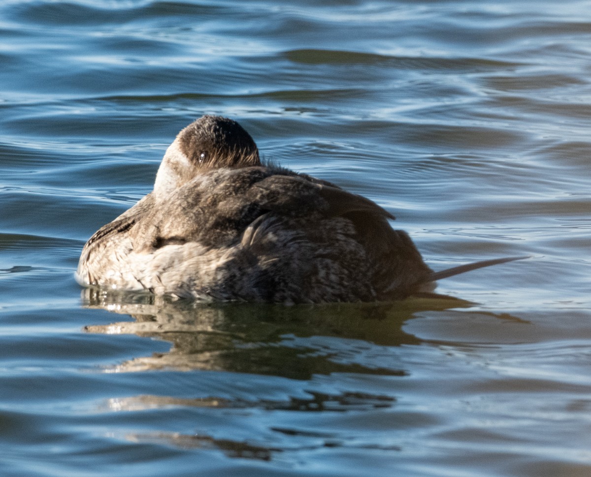 Савка американська - ML644385518