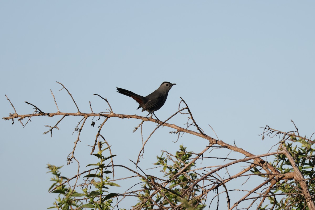 Moqueur chat - ML644385532