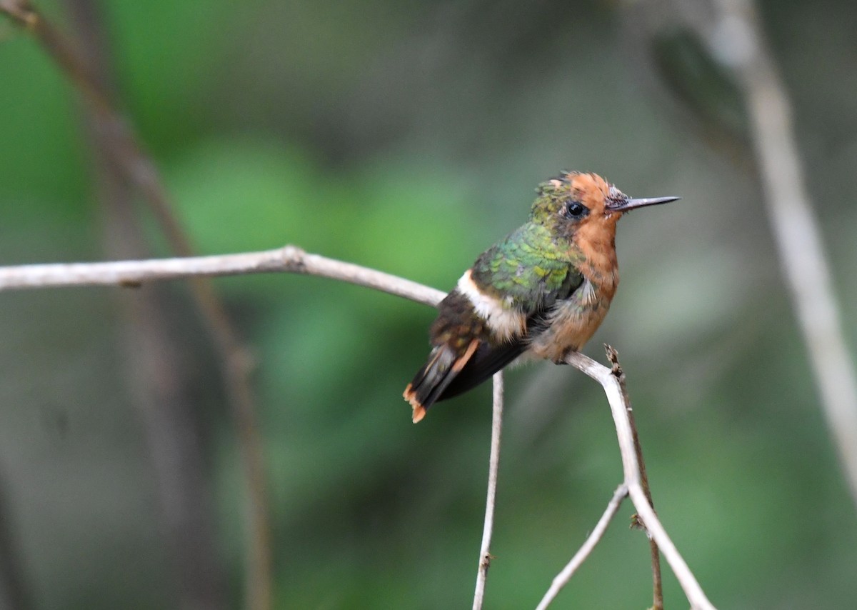 Rufous-crested Coquette - ML644385554