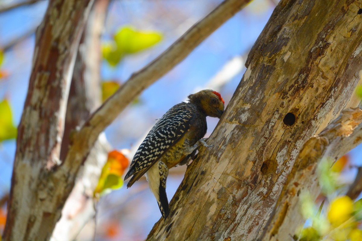 Гіла нікарагуанська - ML644385555