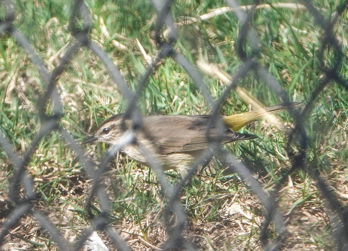 Palm Warbler - ML644385557