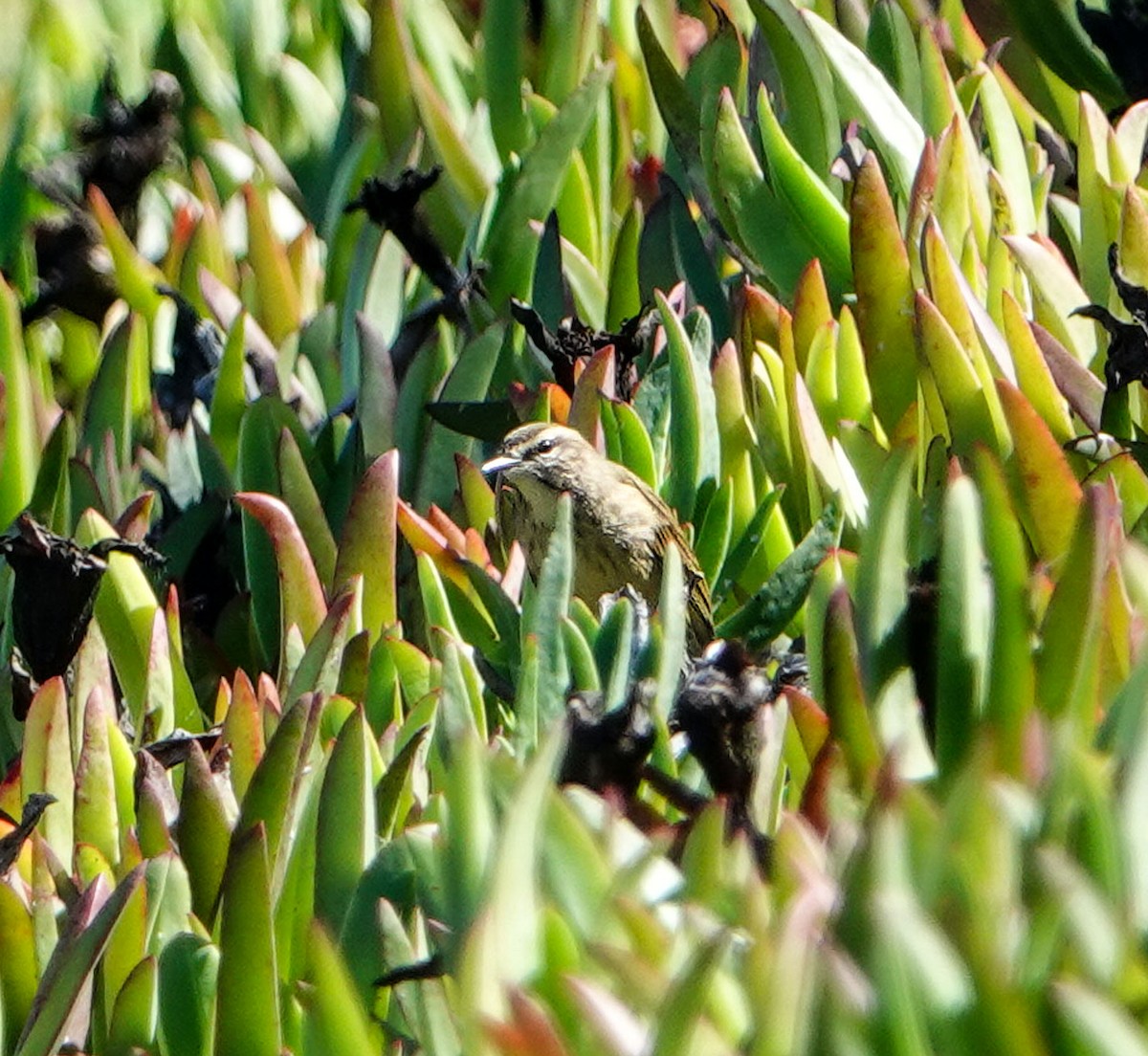 Palm Warbler - ML644385560