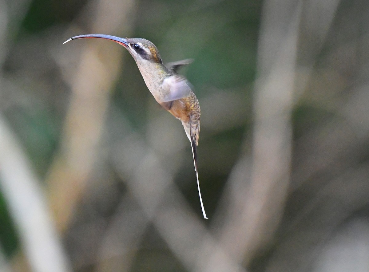 Great-billed Hermit (Amazonian) - ML644385563