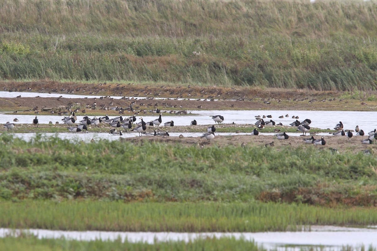 Цагаан шанаат галуу - ML644385568