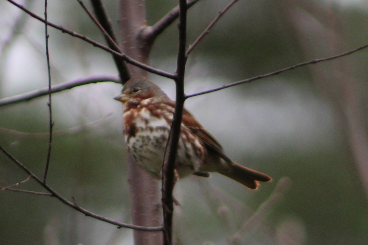 Fox Sparrow (Red) - ML644385569