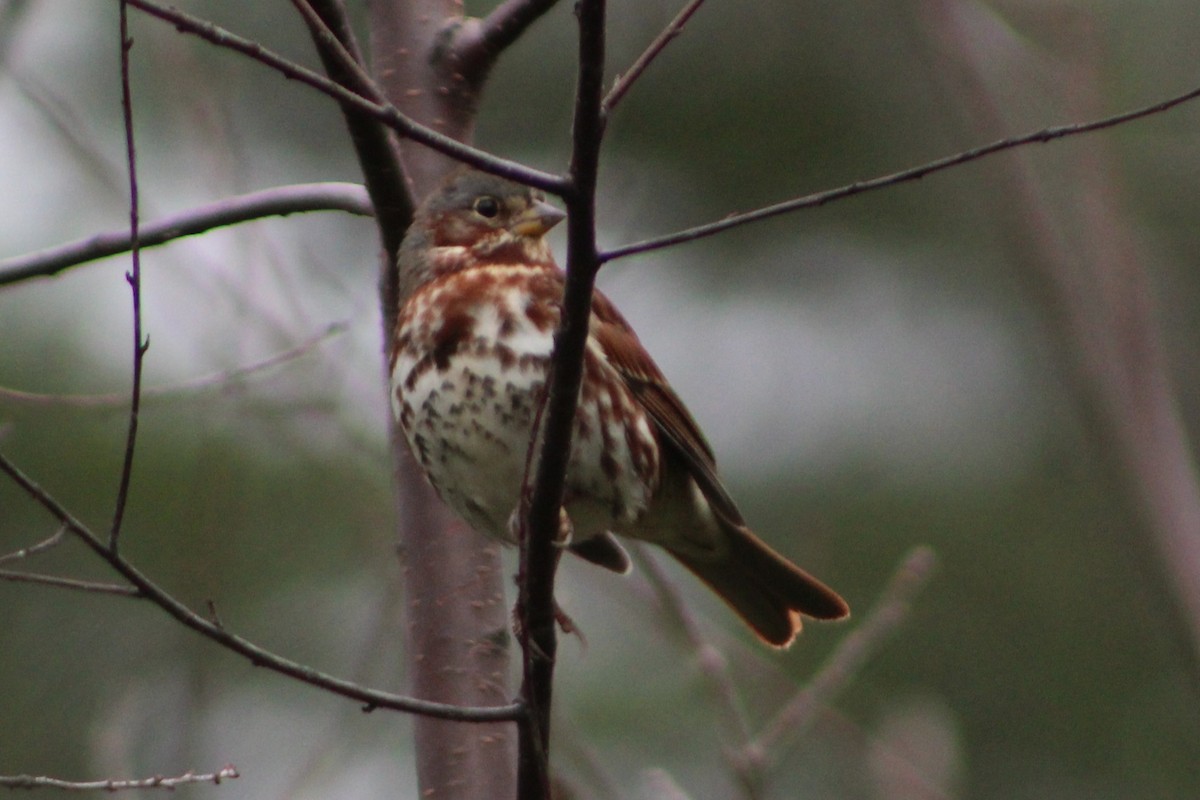 Fox Sparrow (Red) - ML644385590