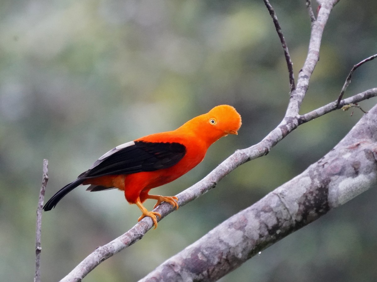 Andean Cock-of-the-rock - ML644385597