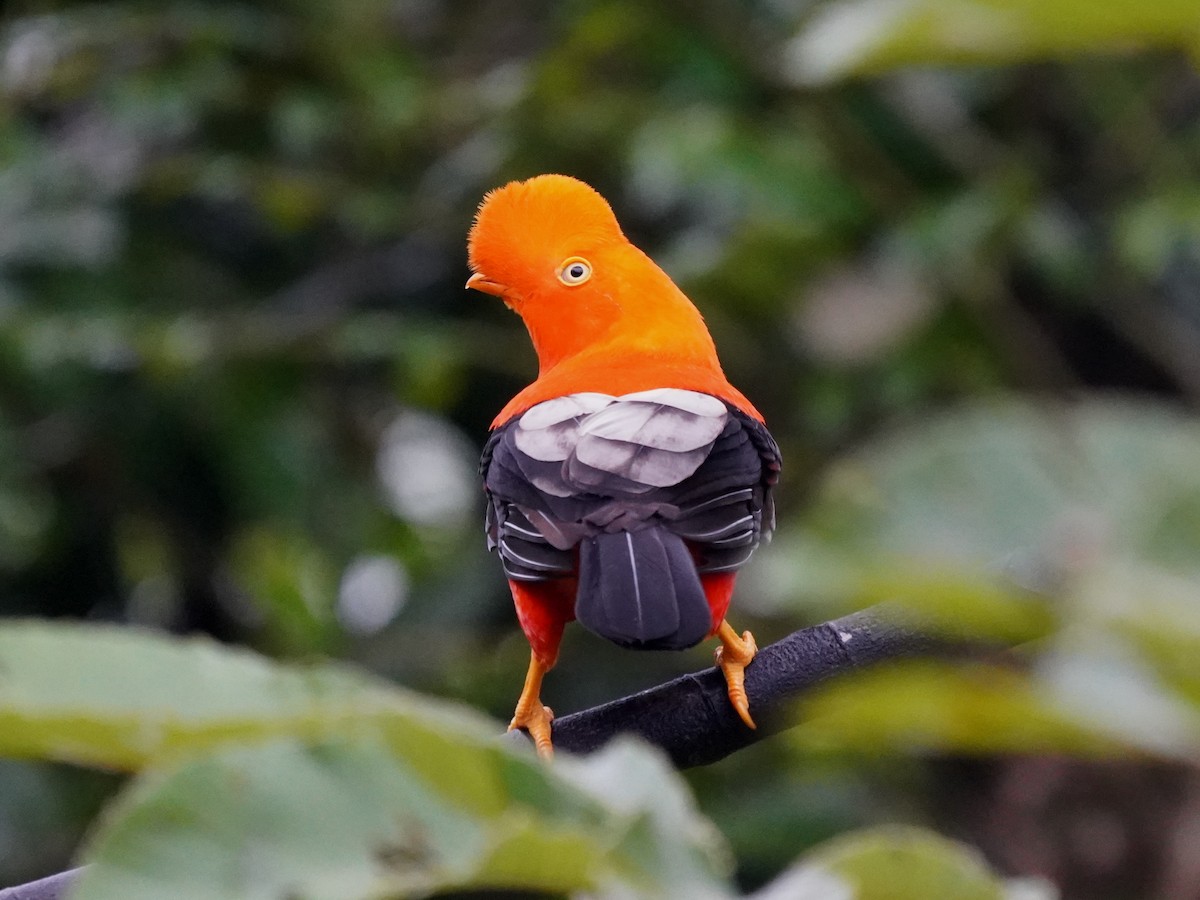 Andean Cock-of-the-rock - ML644385598