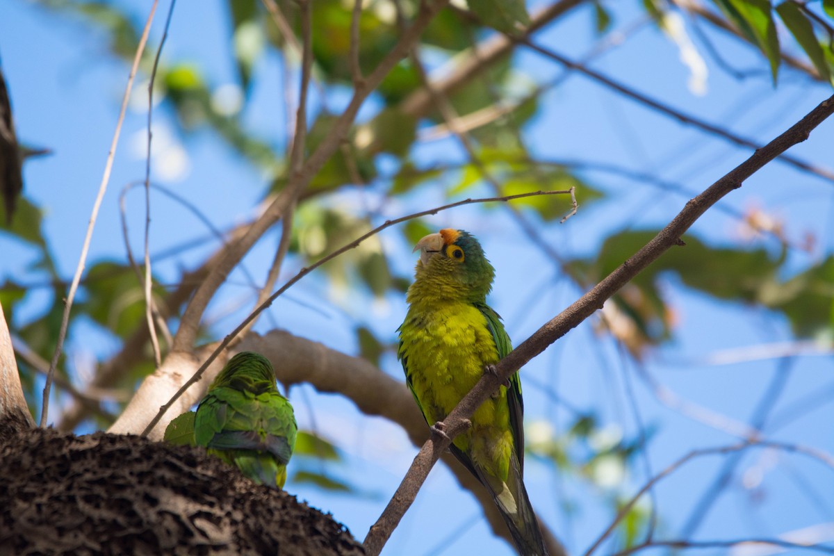 Orange-fronted Parakeet - ML644385624