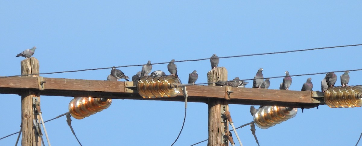 holub skalní (domácí) - ML644385635