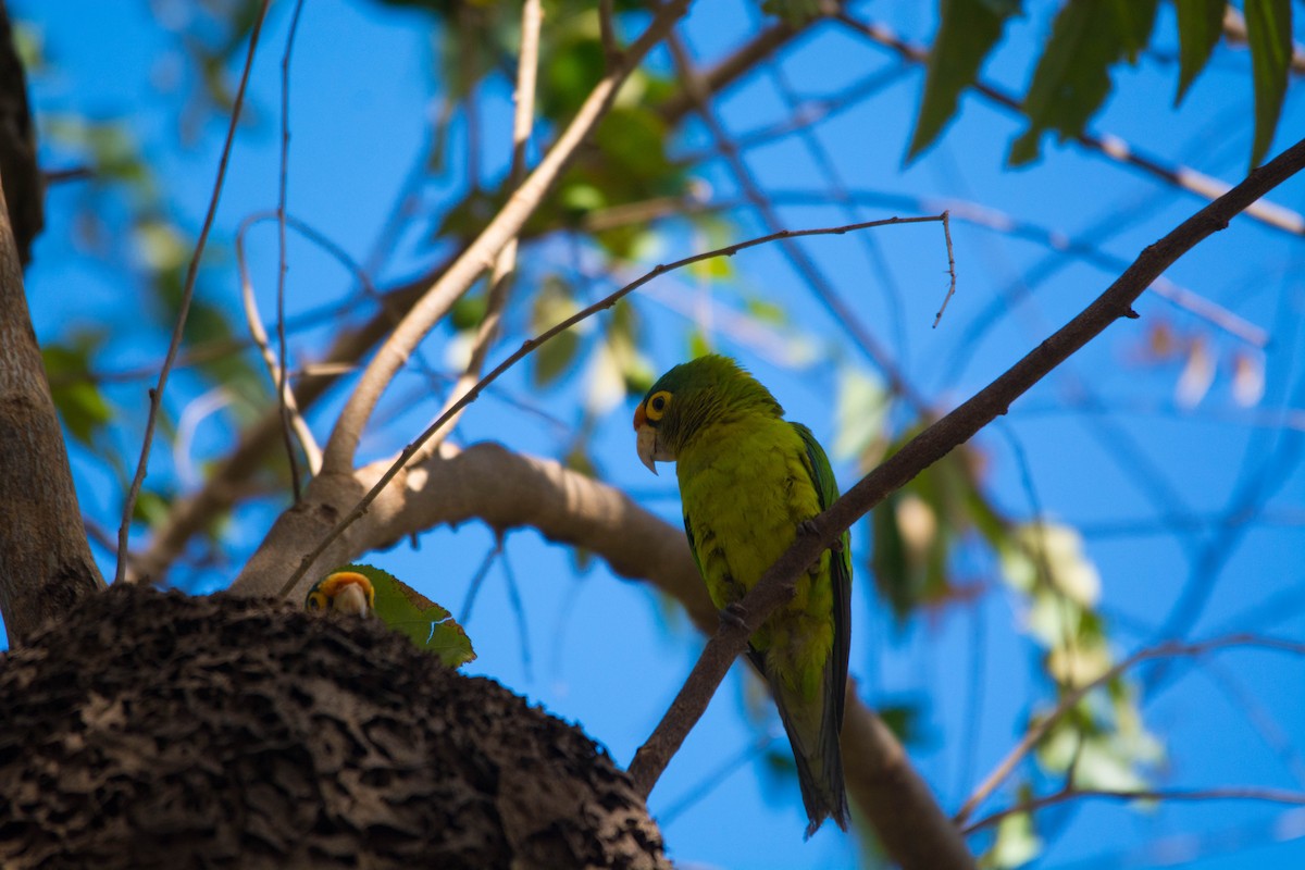 Orange-fronted Parakeet - ML644385644