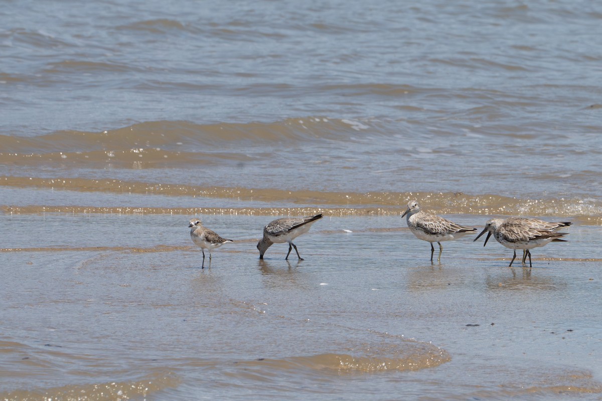 Siberian Sand-Plover - ML644385651