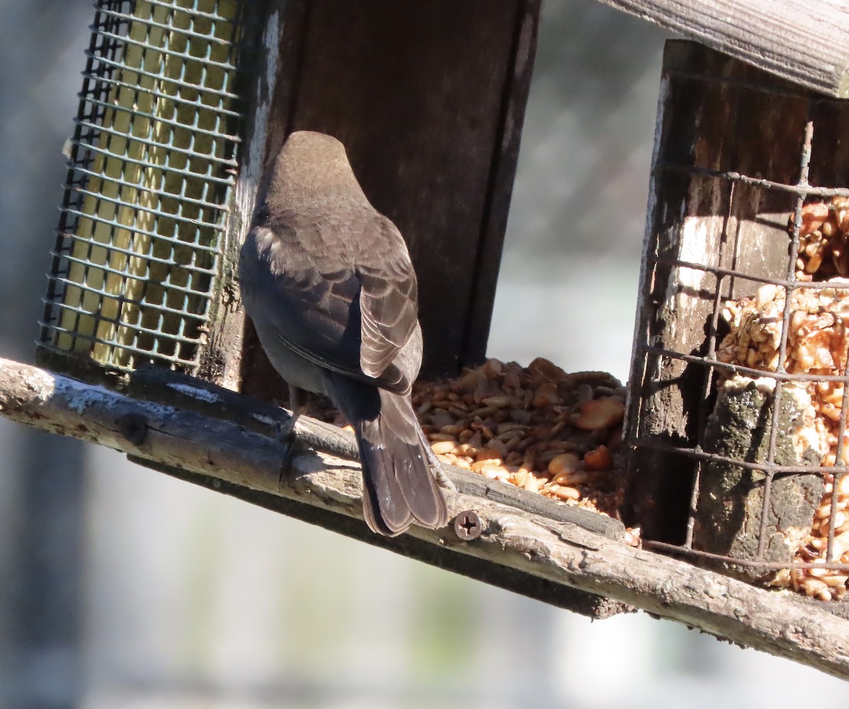 Braunkopf-Kuhstärling - ML644385656