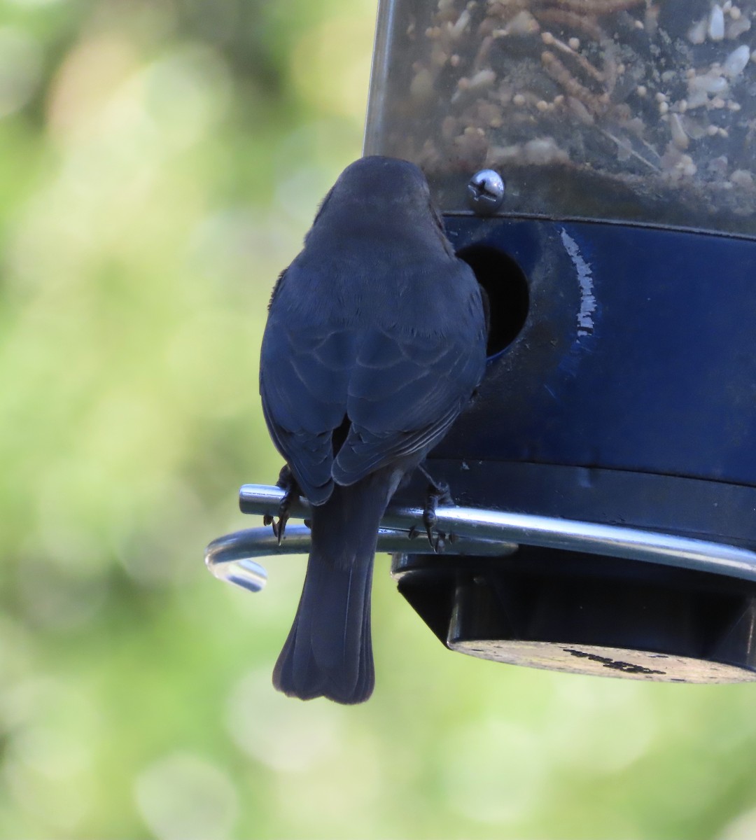 Braunkopf-Kuhstärling - ML644385657