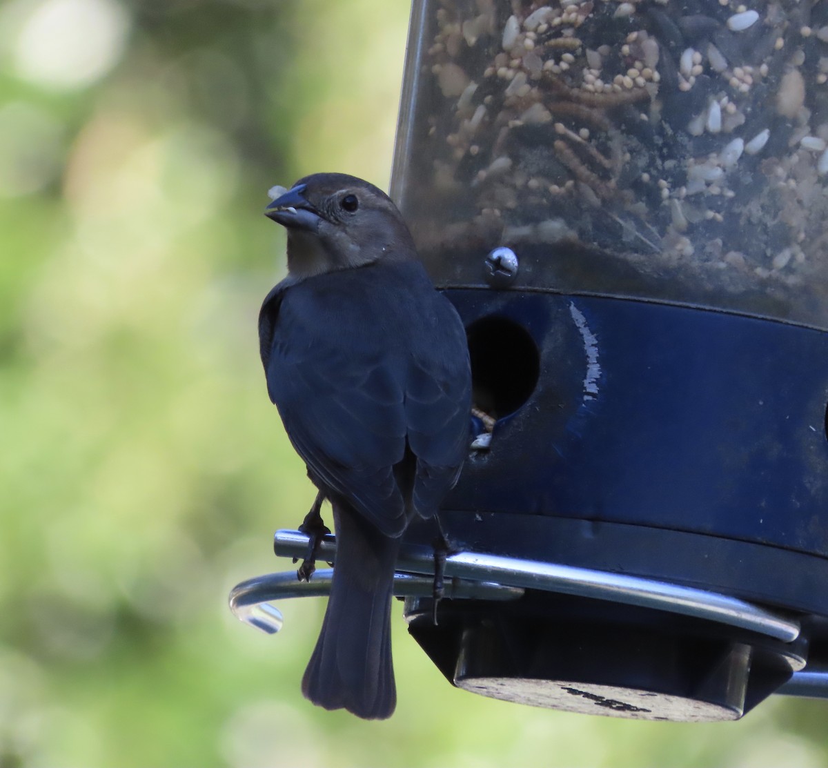 Braunkopf-Kuhstärling - ML644385658